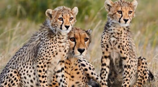 Spot lions, cheetahs and leopards in Samburu preview image