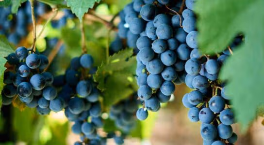 Visit award-winning wineries preview image
