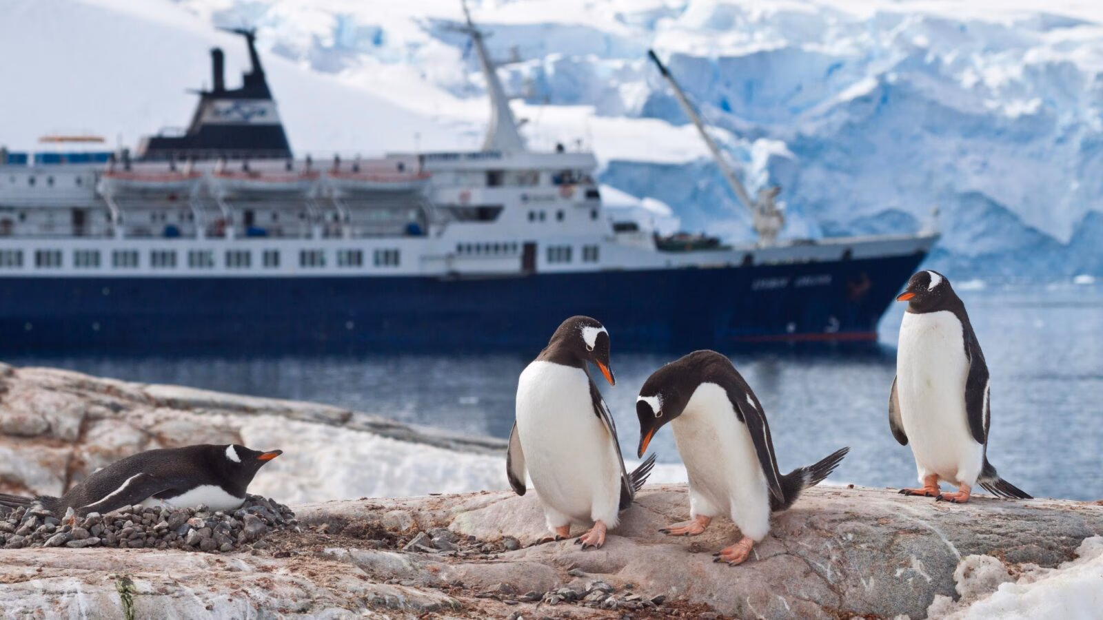 Four penguins on a rocky shore with a large cruise ship and icy mountains in the background during a polar safari.