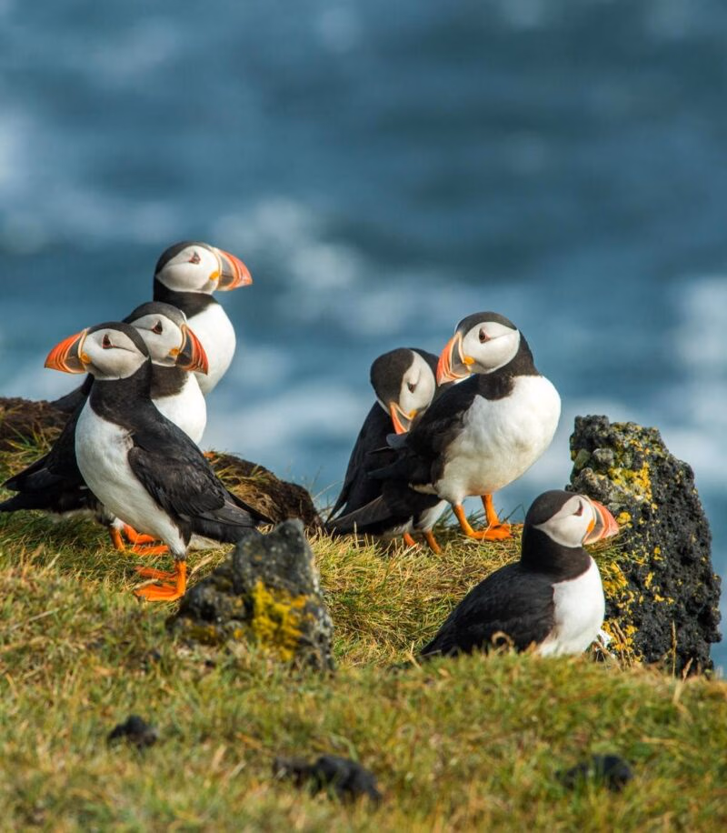 Several puffins with bright orange and black beaks stand on a grassy, rocky cliff edge with a blue ocean in the background.