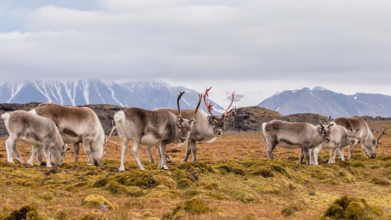 A herd of reindeer with antlers grazing on a mossy Arctic tundra with snow-capped mountains in the distant background.
