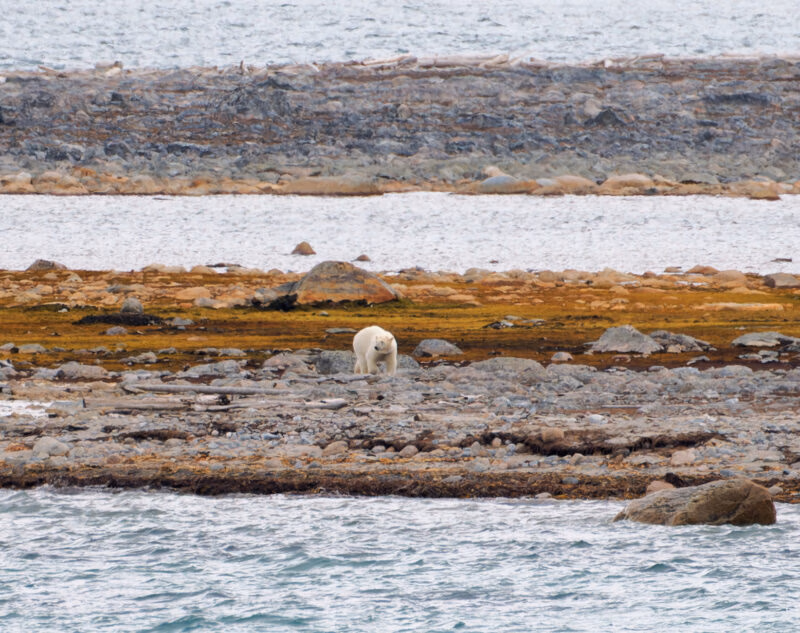 A lone polar bear standing on a rocky, sparsely vegetated shoreline near the water during a polar safari.