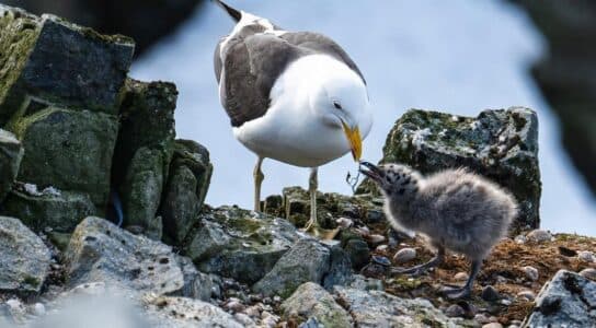 Look for rare and endemic birds preview image