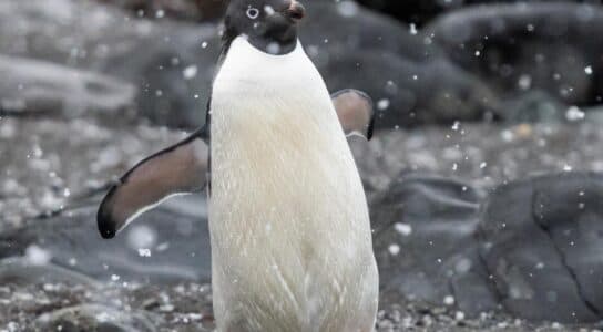 Observe Antarctica’s penguins preview image