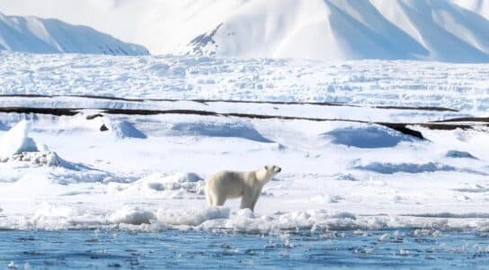 Track Svalbard polar bears preview image