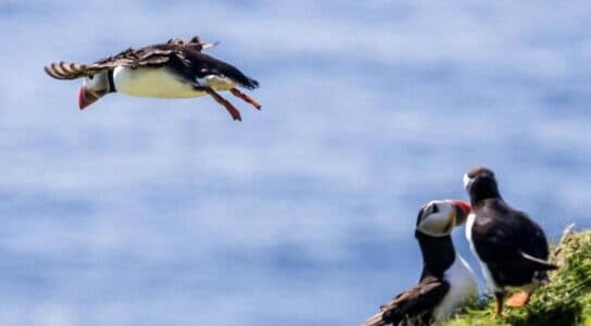 View puffin colonies in Iceland preview image