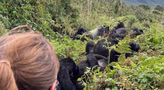 Trek with mountain gorillas in Volcanoes National Park preview image