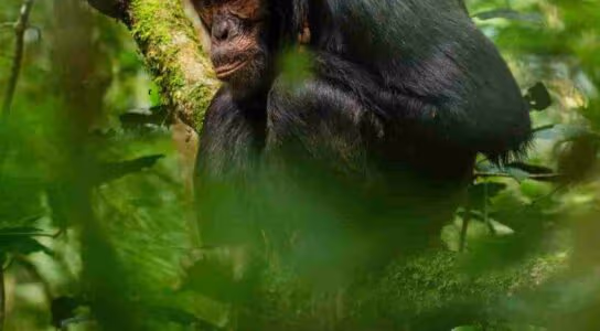 Find chimpanzees in Nyungwe Forest preview image