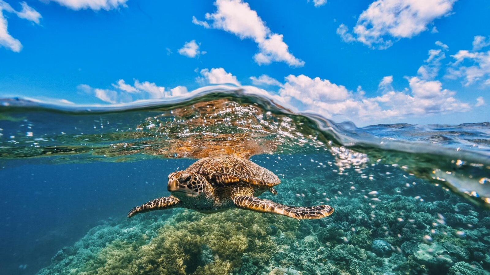 A green turtle in the great barrier reef swimming over coral under a blue sky.