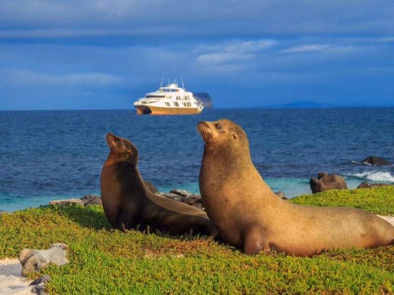 Two sea lions resting on a grassy coastline with the ocean and Elite Galapagos cruise ship in the background.