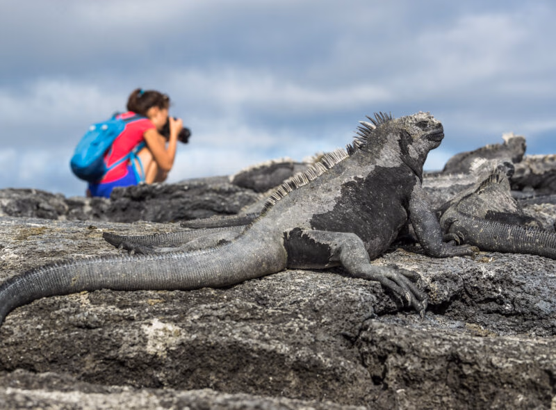 Large black marine iguana on volcanic rocks with a blurred tourist taking a photo in the background.