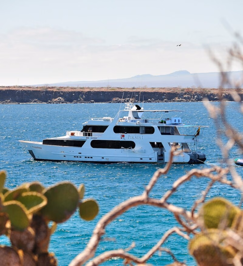 White yacht named Pikaia I anchored in blue water, framed by blurred green plants with a rocky coast behind.