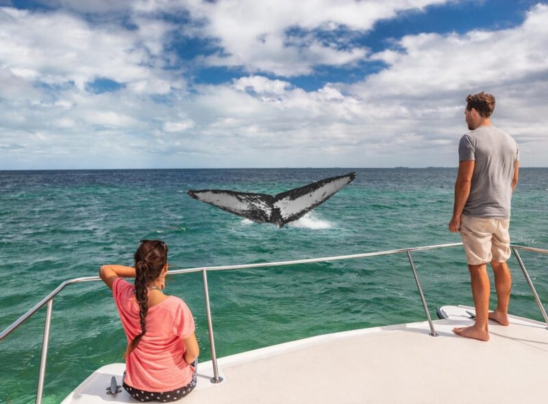 Man and woman on a white boat looking at a massive whale tail breaching the green ocean water.