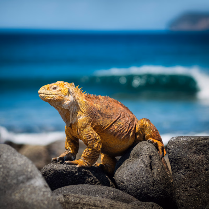 Vibrant yellow and orange iguana standing on dark rocks with a bright blue ocean wave in the background.