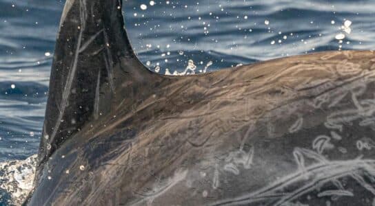 Observe cetaceans in the Azores preview image