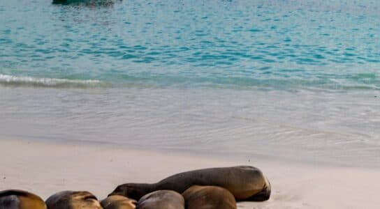 Explore the Galapagos by Zodiac preview image