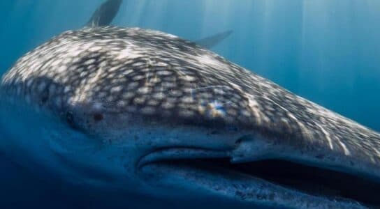 Watch whale sharks in the Maldives preview image