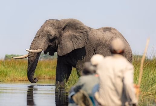 Spot elephants, lilac-breasted rollers and other wildlife on safari in Botswana.