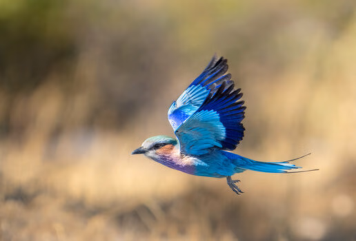 Spot elephants, lilac-breasted rollers and other wildlife on safari in Botswana.