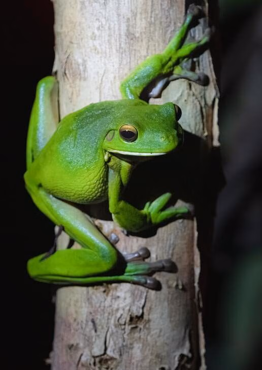 A tree frog in Daintree Rainforest, the landscape of Kata Tjuta and a green turtle swimming above the Great Barrier Reef.