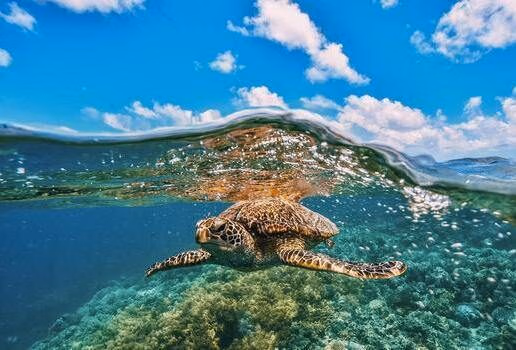 A tree frog in Daintree Rainforest, the landscape of Kata Tjuta and a green turtle swimming above the Great Barrier Reef.