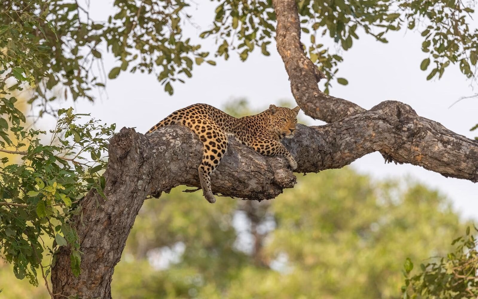Spot leopards lounging in the trees on safari in Zambia.