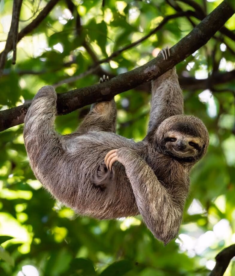 Head into the rainforests of Costa Rica to see three-toed sloths and the conical peak of the dormant Arenal volcano.