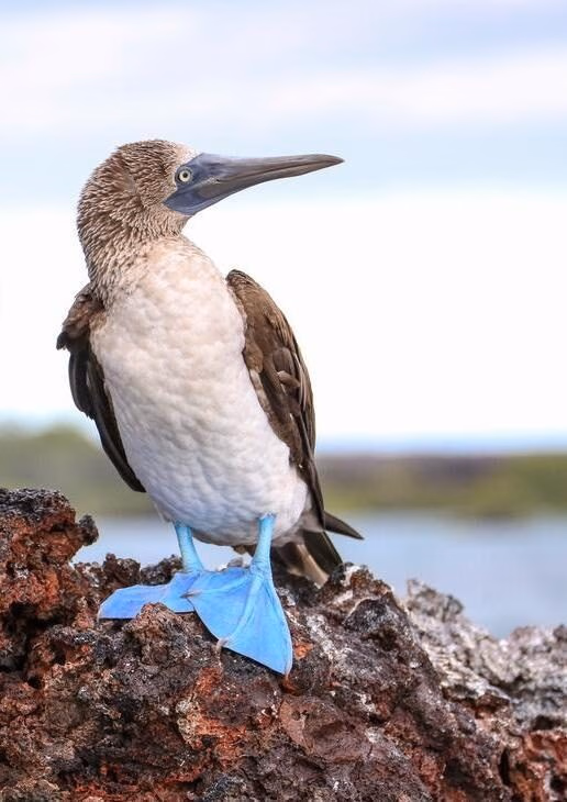 The Galápagos Islands are home to wildlife you won't see anywhere else, including blue-footed boobies, marine iguanas and giant tortoises.