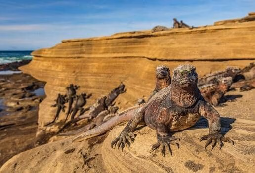 The Galápagos Islands are home to wildlife you won't see anywhere else, including blue-footed boobies, marine iguanas and giant tortoises.