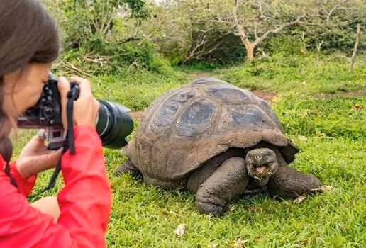 The Galápagos Islands are home to wildlife you won't see anywhere else, including blue-footed boobies, marine iguanas and giant tortoises.