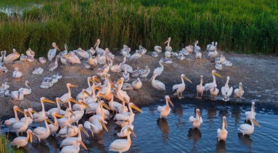 Watch birds on the Danube Delta preview image