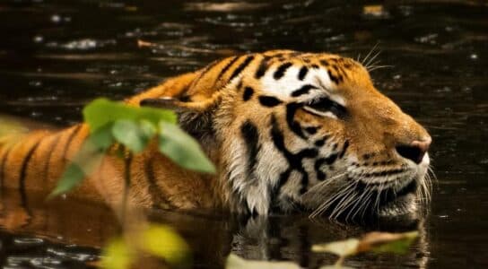 Track tigers in Nepal preview image