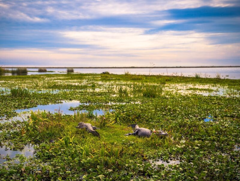 Reptiles lie on green floating vegetation in kakadu national park australia under a cloudy sky.