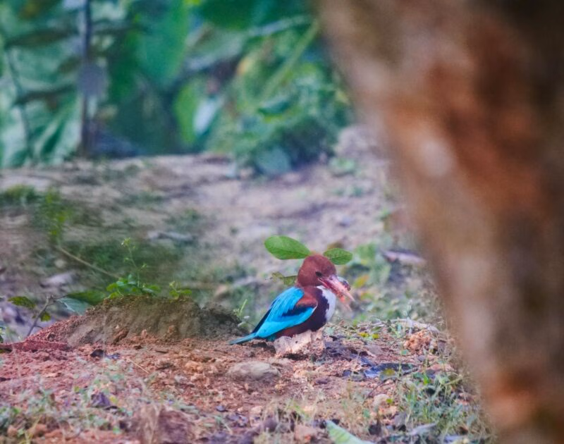 A bright blue kingfisher perches on dirt with prey in its beak at Nepal’s Chitwan National Park.