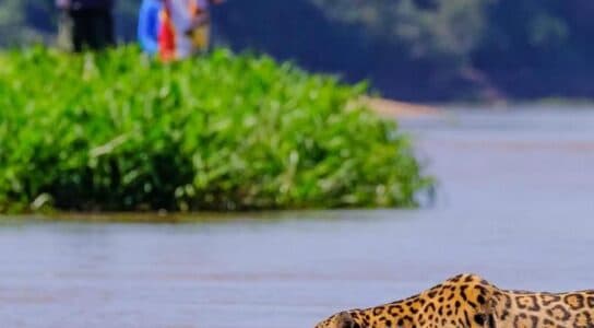 Seek jaguars in the Pantanal preview image