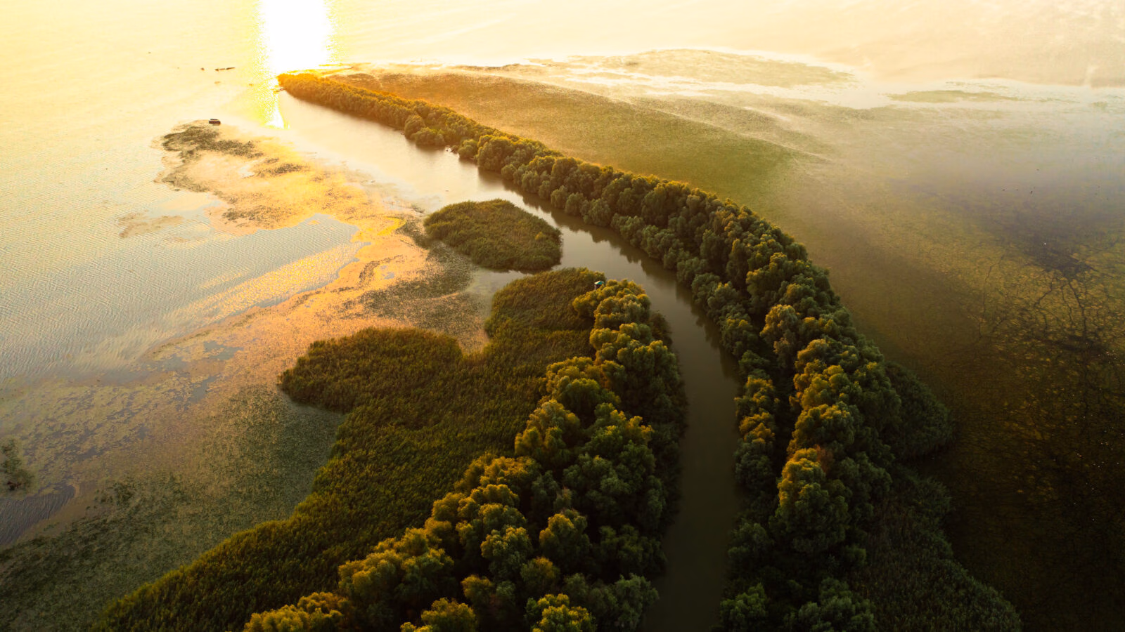 Aerial view of a winding river lined with green trees in a wetland landscape during a bright sunrise.