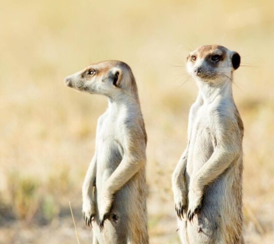 Close up of two meerkats stood in open savannah