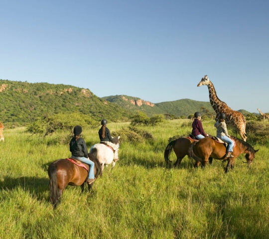 Four people on a horseback safari observing giraffes on grassy plains