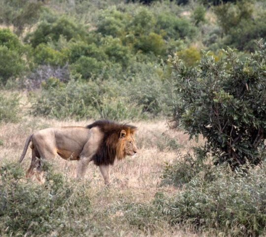 A male lion with a black mane walking through tall grass and green bushes.