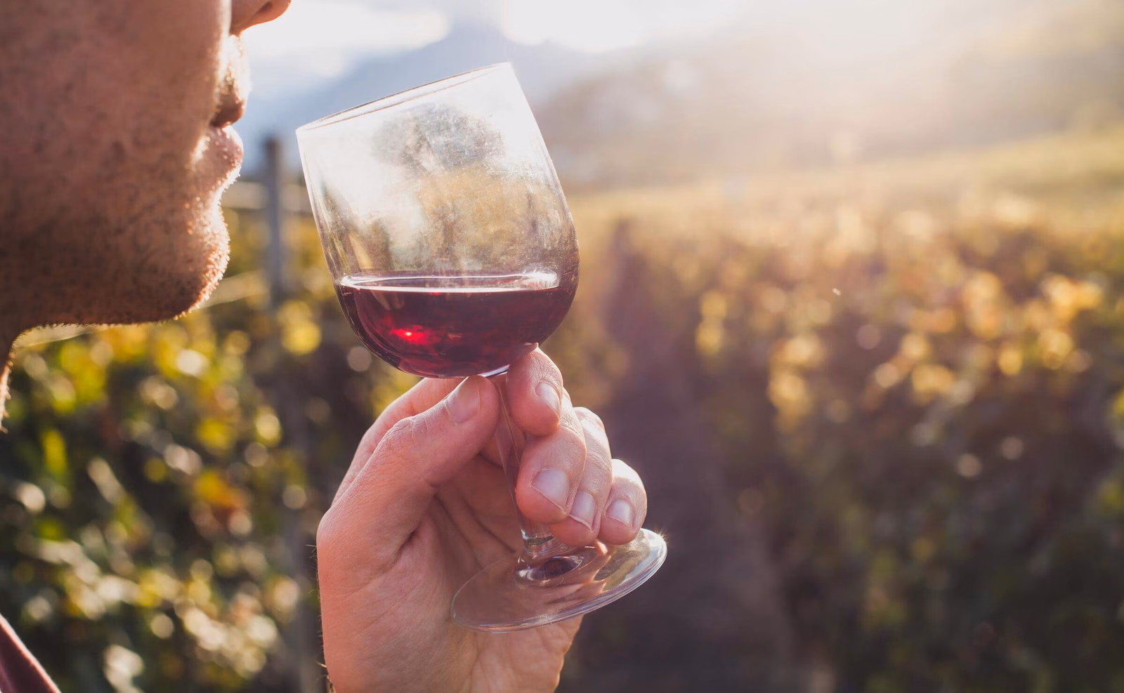 Close-up of a man holding a glass of red wine in a sunlit vineyard