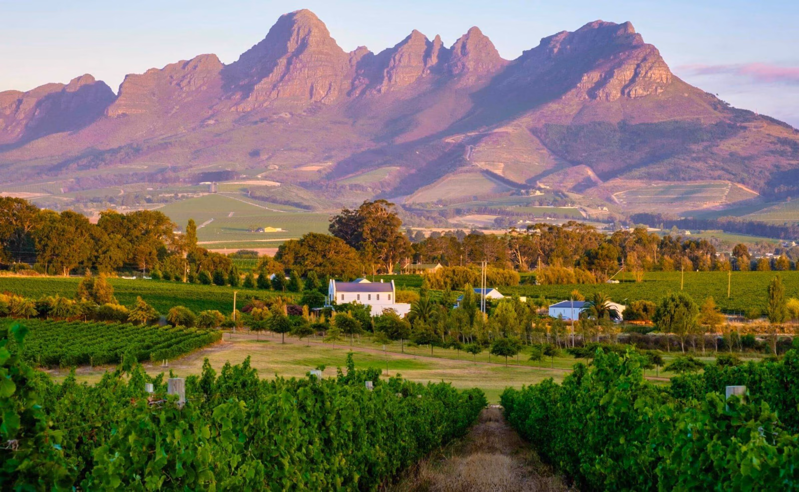 View of vineyards with mountains and a white church in the background