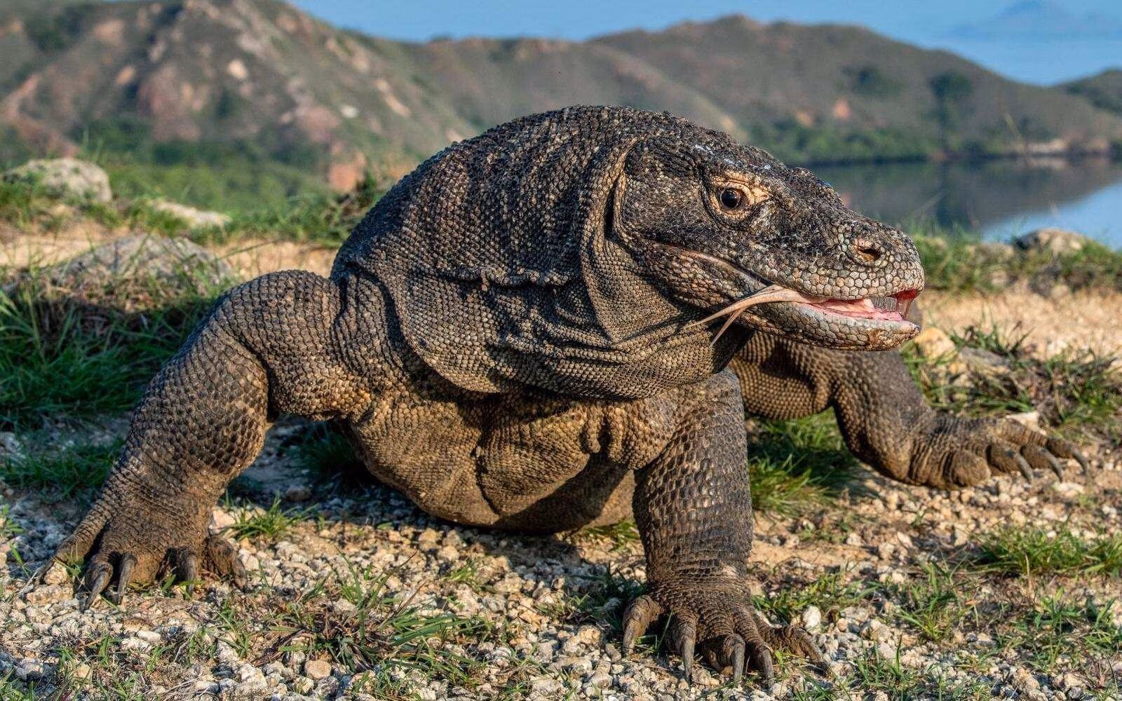 Komodo dragons are the largest and heaviest lizards in the world.
