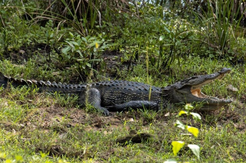 A large crocodile resting on green grass with its mouth wide open, exposing its teeth.