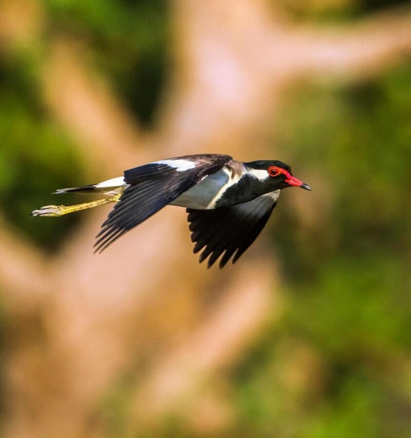 A bird with a black head, white neck, red facial markings, and dark wings flying against a green background.