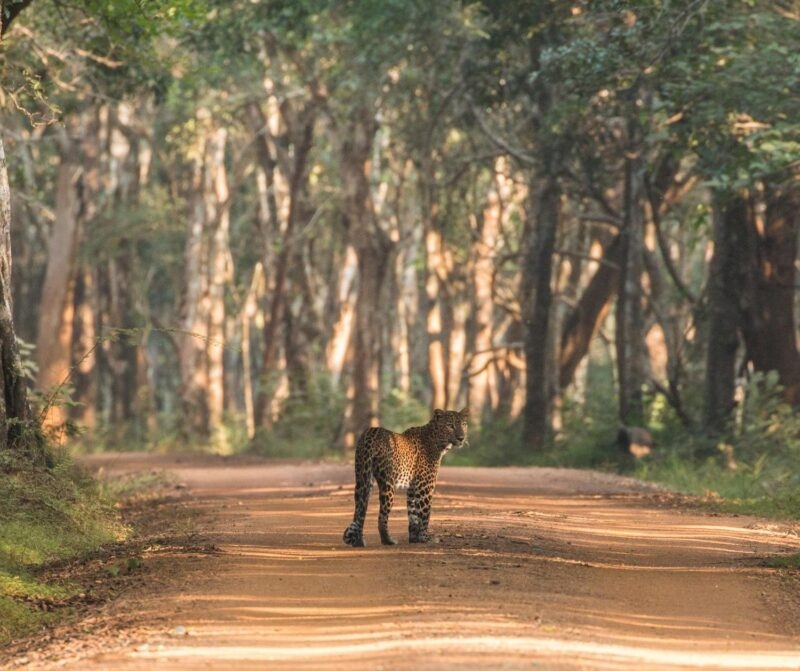 A leopard stands on a sunlit dirt road in a forest, looking back over its right shoulder.