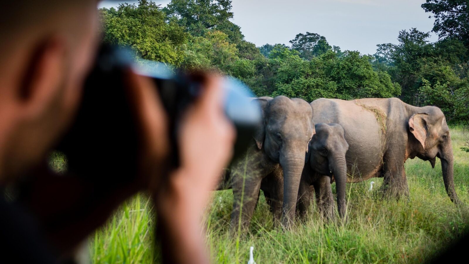 Over-the-shoulder view of a photographer focusing a camera on three elephants standing in a grassy field.