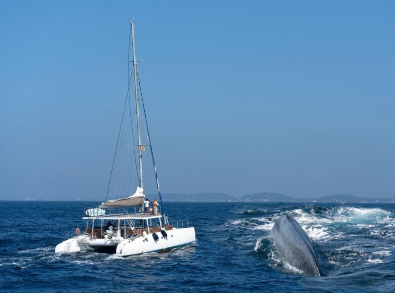 A large whale's back surfaces from the blue ocean right next to a white catamaran carrying tourists.