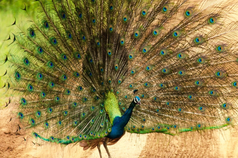 A vibrant peacock displays its large tail feathers on a sandy path in Bundala, Sri Lanka.