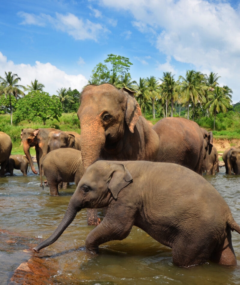 A herd of elephants, including a calf, bathing in a shallow river surrounded by green palm trees.
