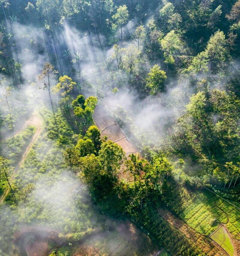 Aerial view of a green forest with thick mist drifting over trees and fields.